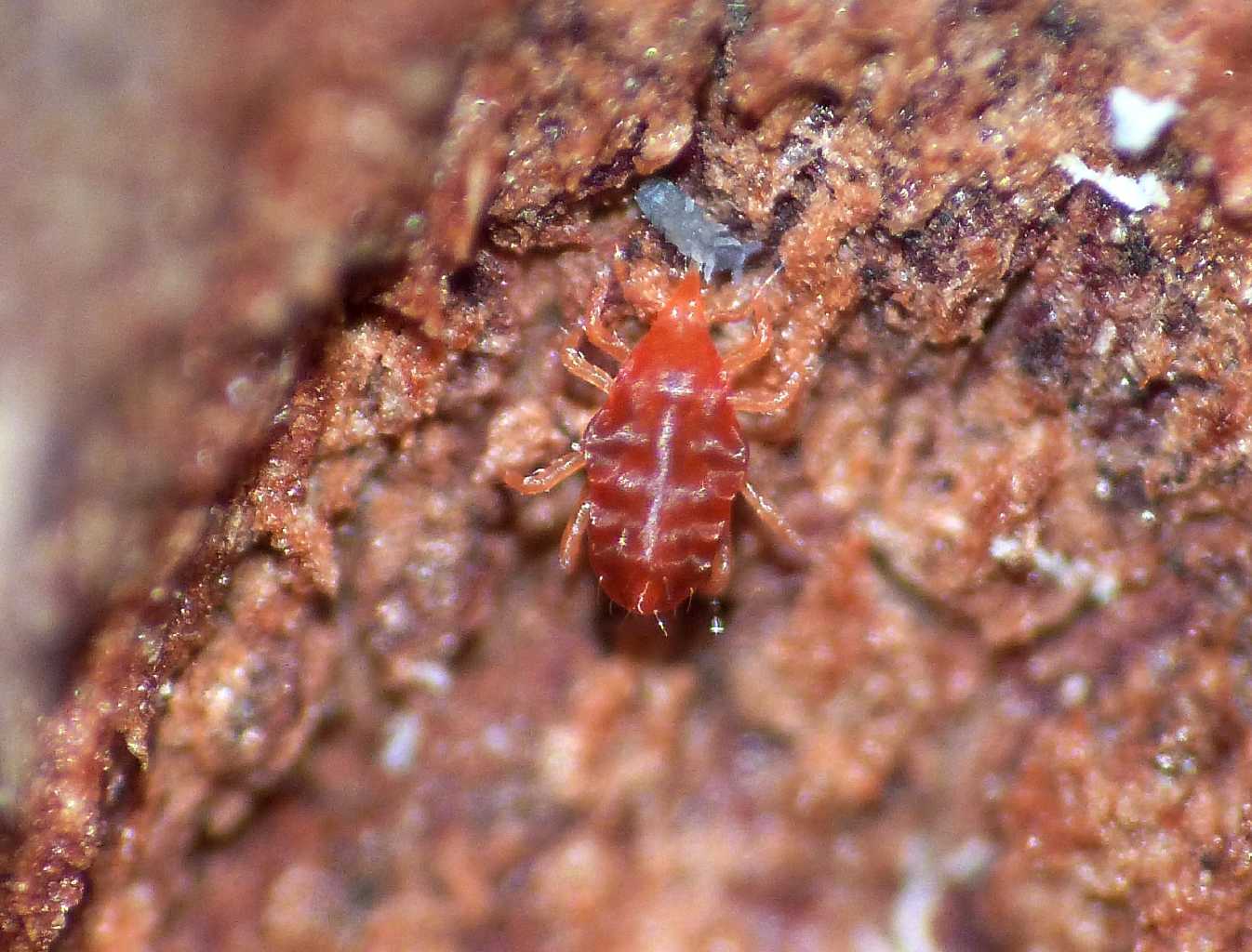 Acaro Bdellidae con preda (Collembolo) - Torrimpietra (RM)